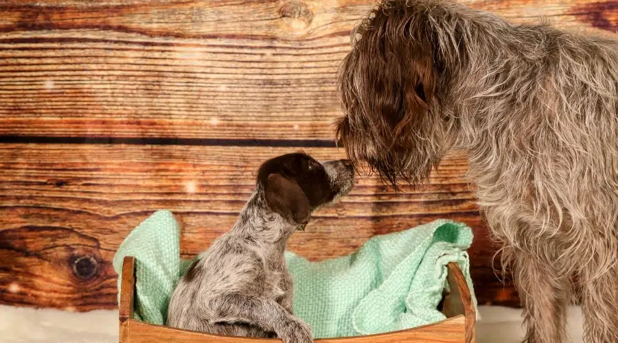 Perro mamá gris desaliñado con su cachorro