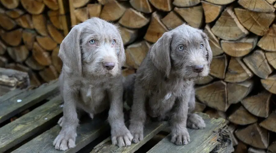 Dos cachorros grises con ojos azules