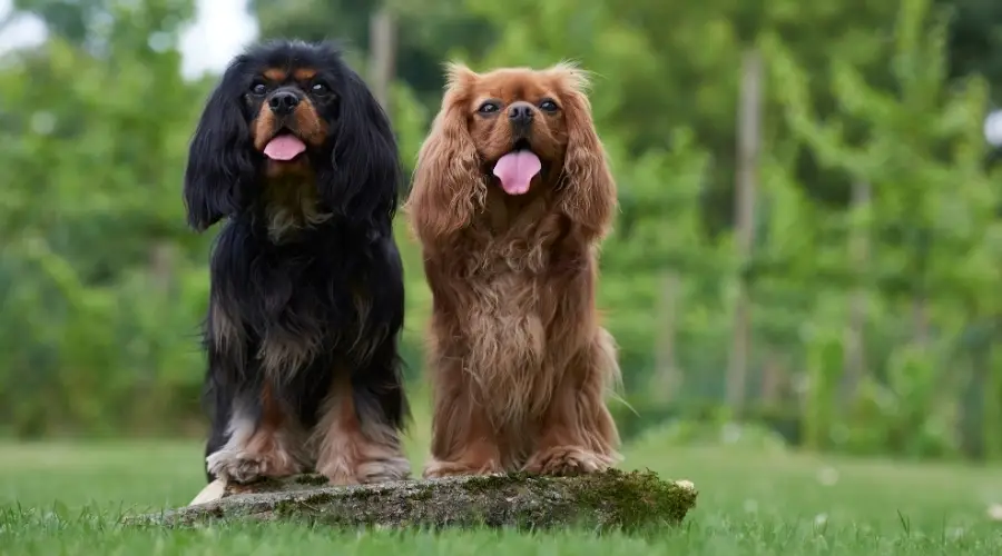 Perros rojos y negros afuera