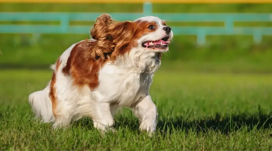 Perro al aire libre haciendo ejercicio en la hierba