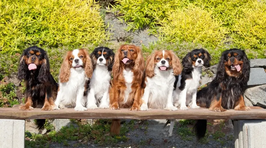 Siete perros sobre una rama de madera