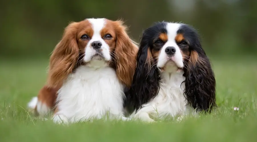 Dos perros de hermosos colores en la hierba