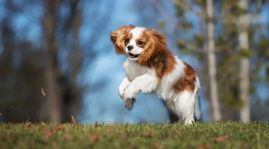 Perro adulto sano saltando afuera