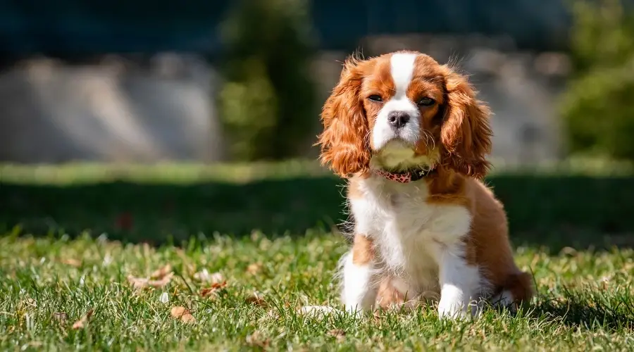 Perro Spaniel joven al aire libre en la hierba