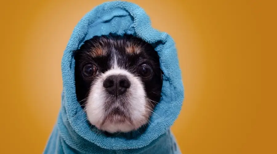 Baño de perro con toalla azul