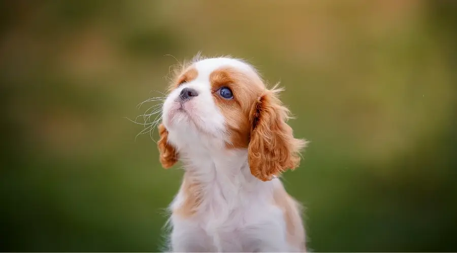 Cachorro muy pequeño al aire libre