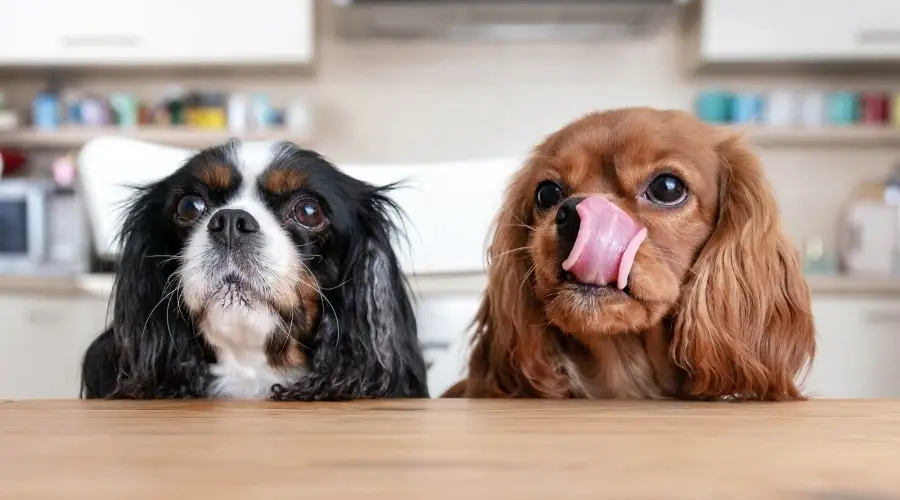 Perros hambrientos en la mesa de la cena