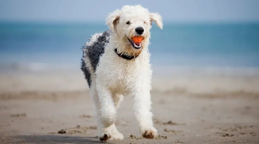 Perro de pelo rizado gris y blanco corriendo en la playa