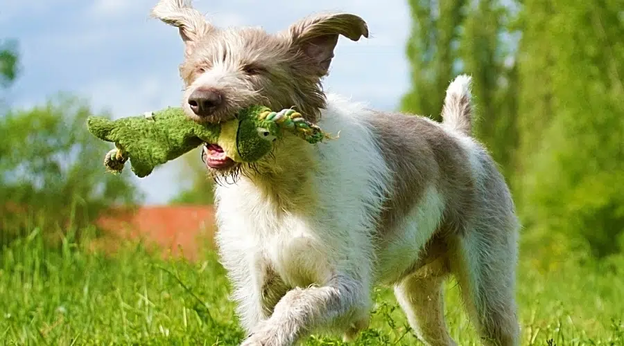 Perro gris y blanco corriendo con juguete