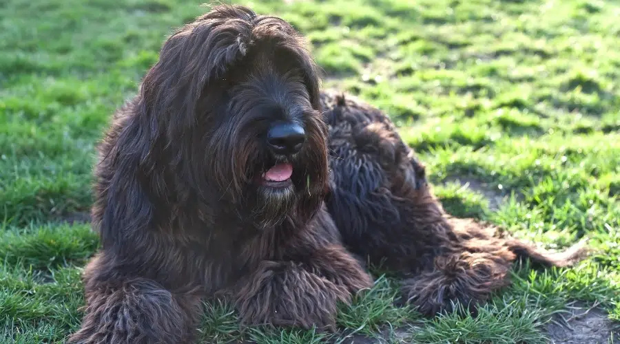 Perro de pelo largo marrón rojizo tendido en la hierba