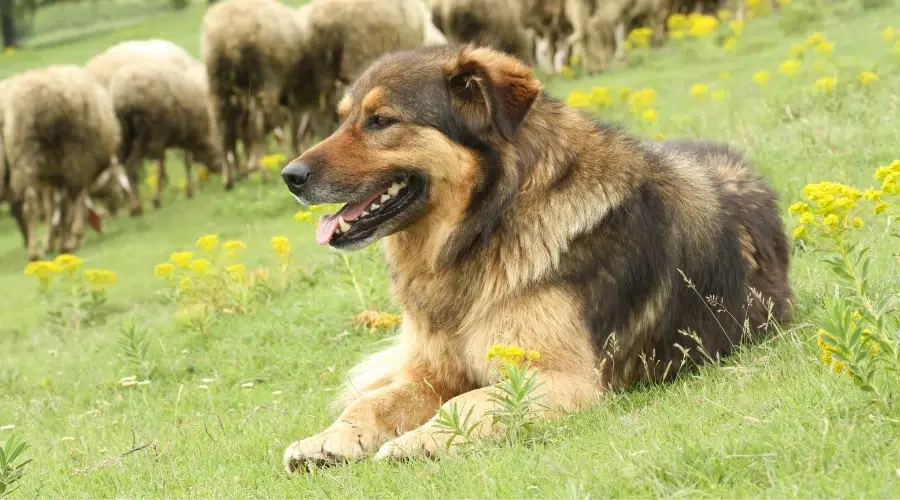 Perro esponjoso marrón y tostado tendido en la hierba con ovejas