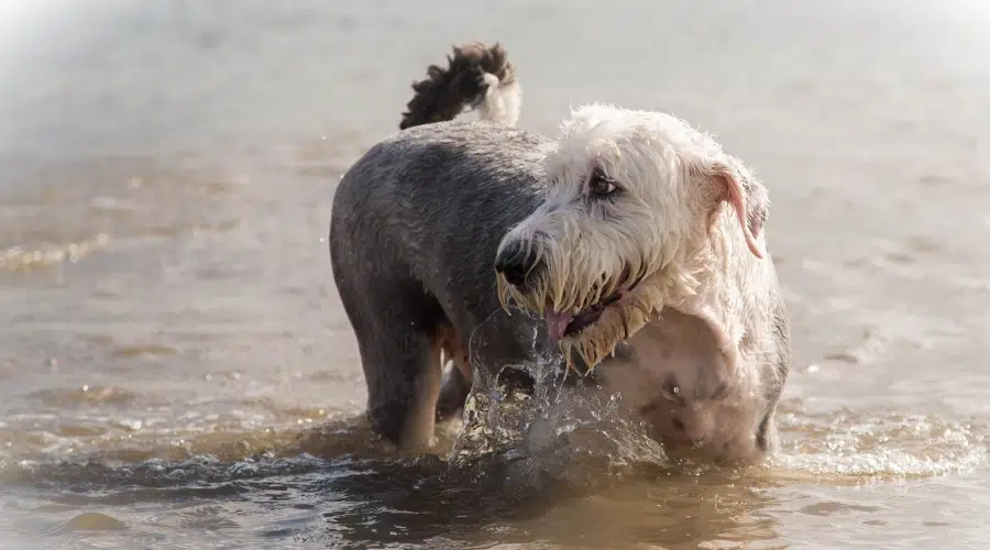 Perro gris y blanco en el agua