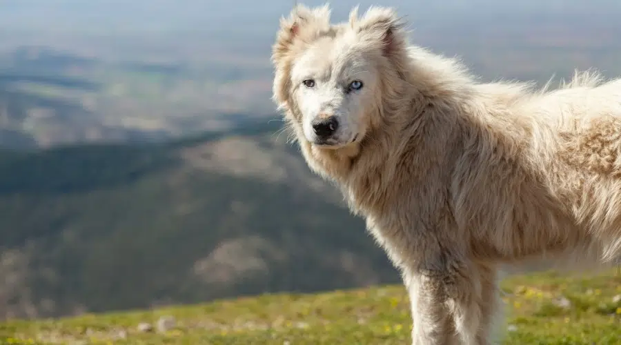 Perro blanco esponjoso en la ladera