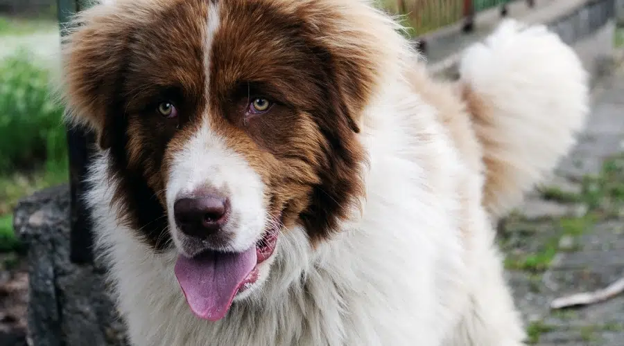 Perro grande y esponjoso marrón y blanco