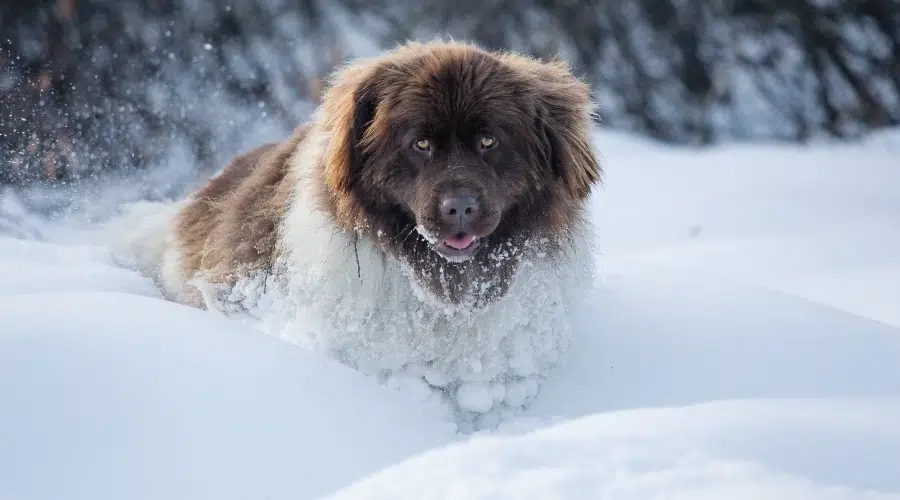 Perro grande y blanco y esponjoso en la nieve