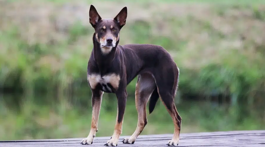 Perro marrón con orejas puntiagudas parado en el muelle