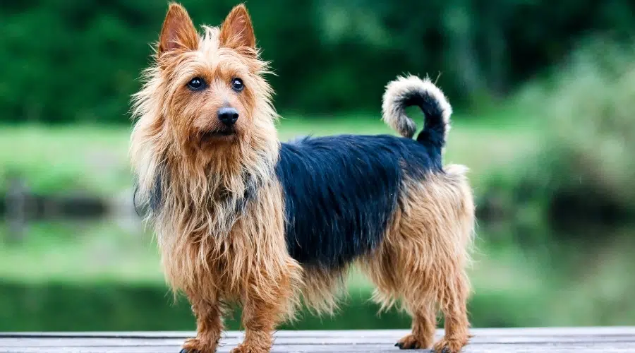 Perro pequeño color canela y negro con orejas puntiagudas