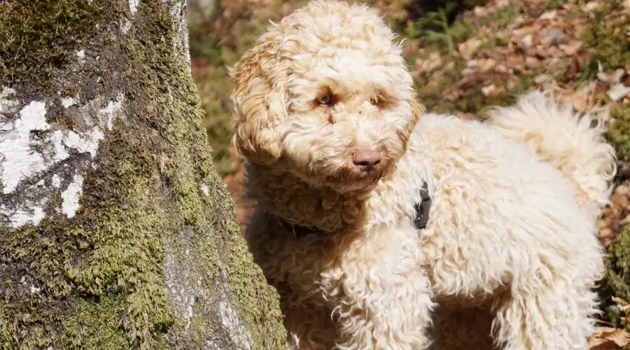 Perro rizado bronceado de pie junto al árbol