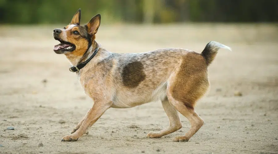 Perro Manchado Marrón Claro Jugando