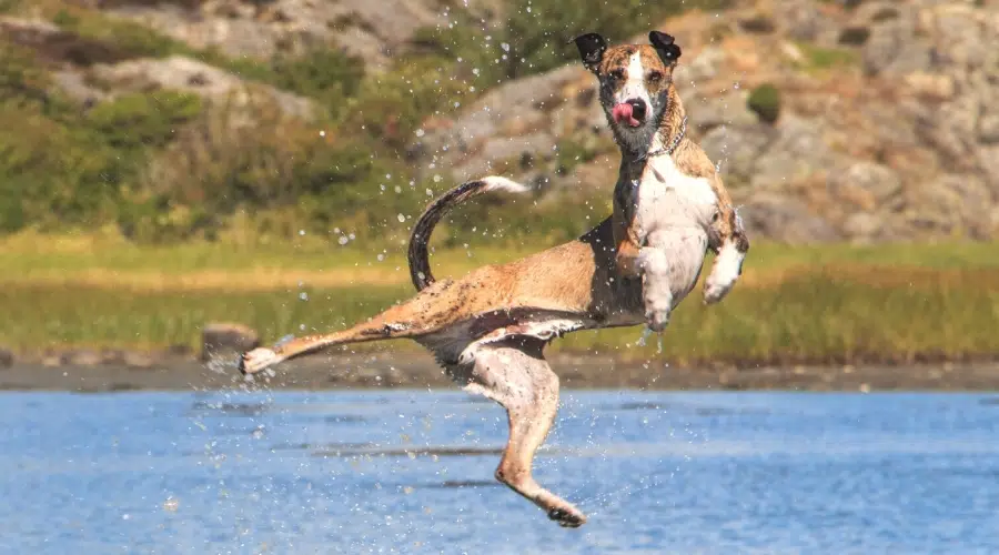 Perro manchado de color marrón claro saltando fuera del agua