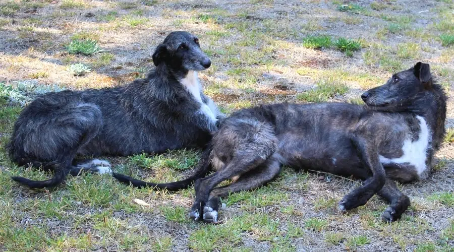 Dos perros flacos de color gris oscuro tirados en la hierba