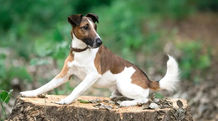 Pequeño perro marrón y blanco en tocón de árbol