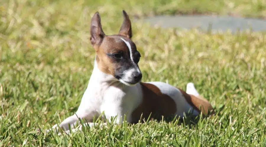 Perro pequeño con manchas marrones y blancas y orejas puntiagudas