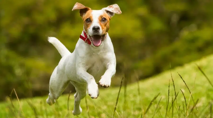 Pequeño perro blanco con manchas marrones saltando en el aire