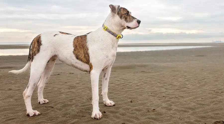 Perro blanco alto con manchas atigradas en la playa