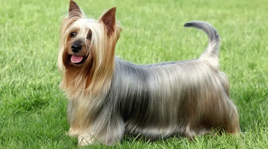 Pequeño perro de pelo largo gris y tostado de pie en la hierba