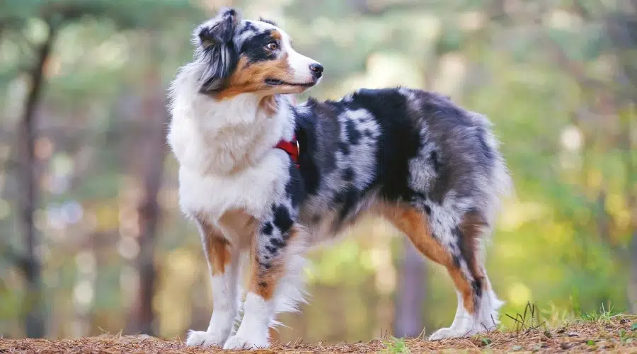 Perro de pelo largo manchado en el bosque