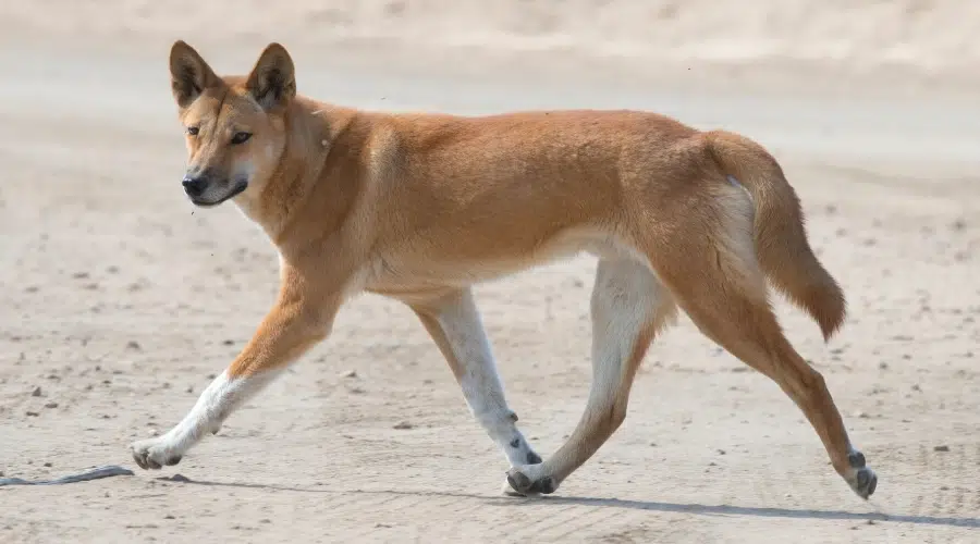 Perro tostado rojizo caminando sobre la arena