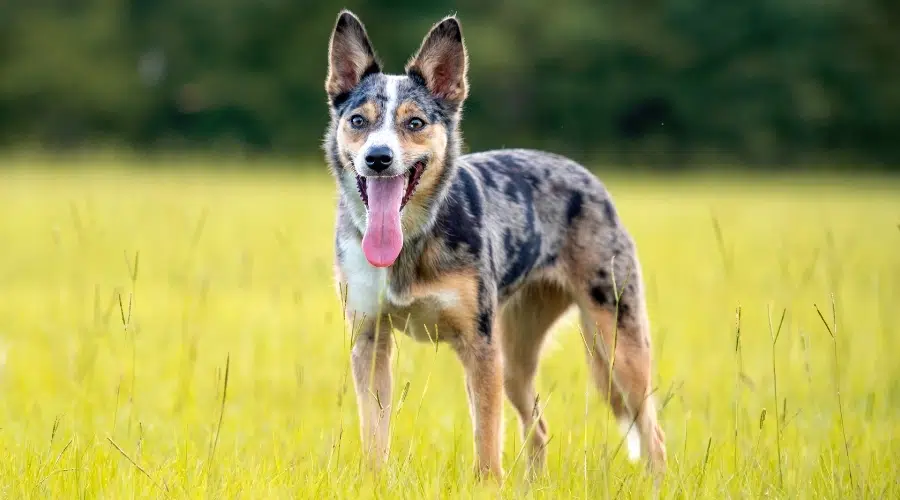 Perro manchado de gris, blanco, negro y fuego parado en la hierba