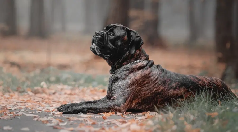 Perro atigrado al aire libre en otoño