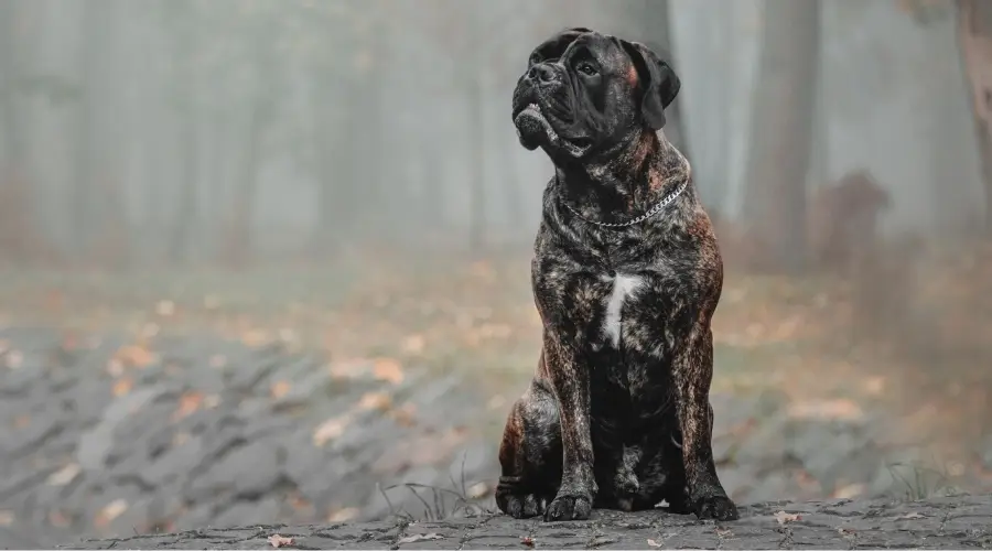 Perro atigrado rojo al aire libre