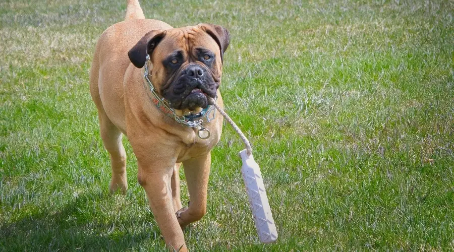 Bullmastiff jugando al aire libre