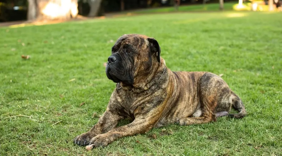 Perro atigrado al aire libre en el patio trasero