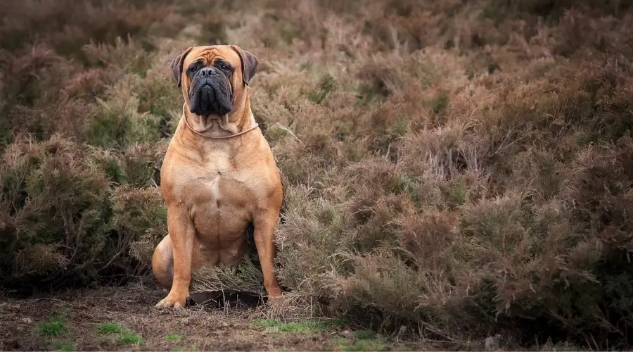 Perro sano sentado al aire libre en la maleza