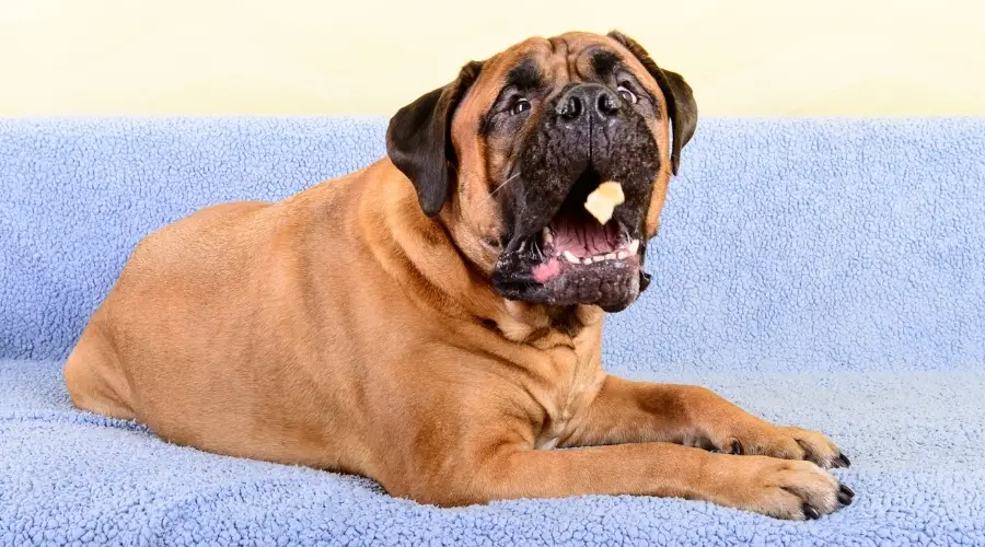 Perro comiendo comida en el sofá