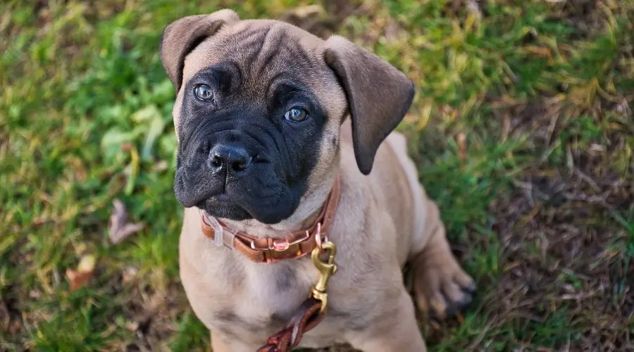 Adorable cachorro con correa