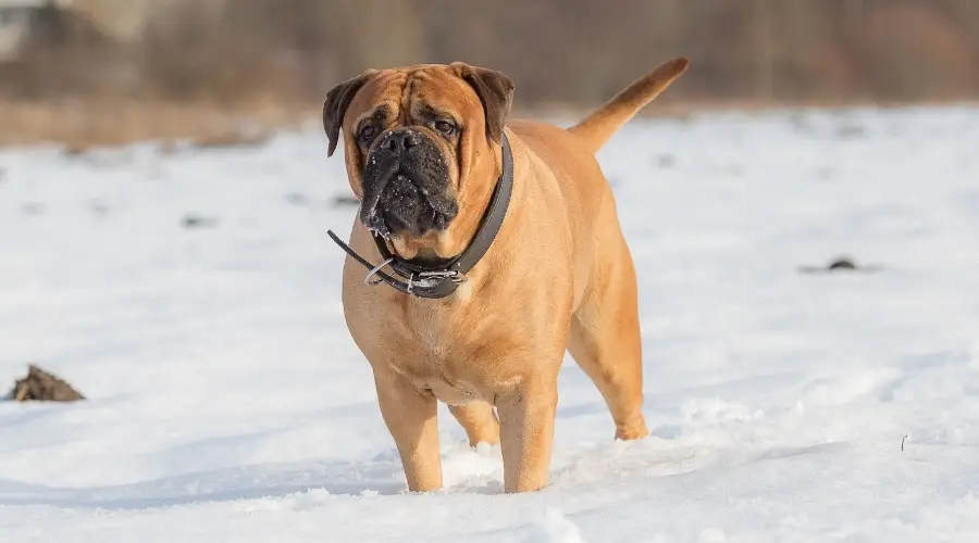 Perro de rescate gigante al aire libre