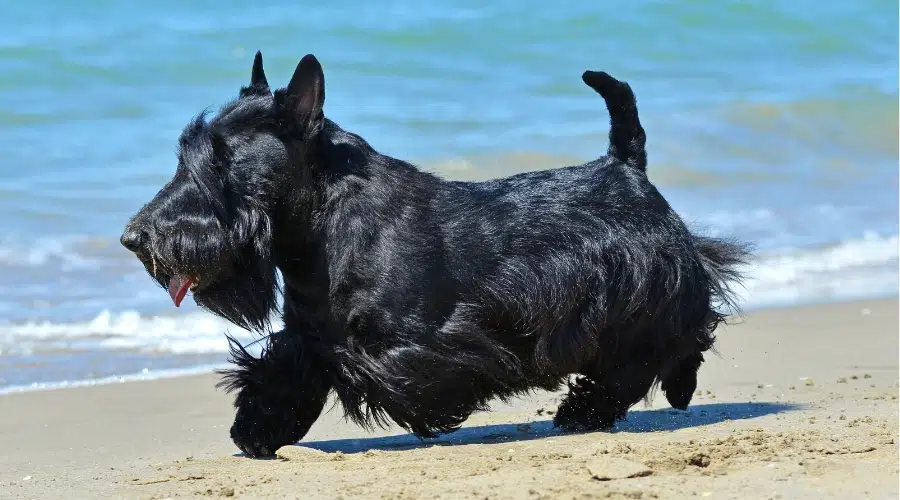 Pequeño perro negro corriendo en la playa