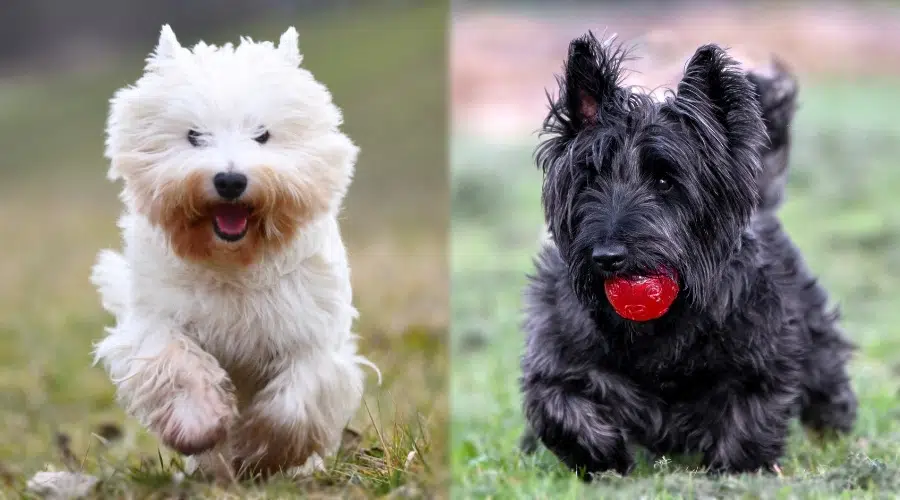 Pequeño perro blanco corriendo y pequeño perro negro jugando con pelota