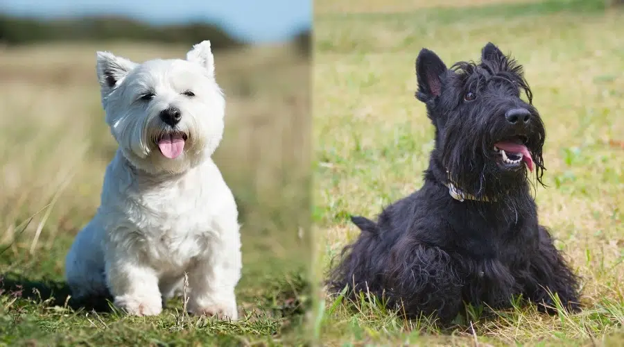 Dos perros pequeños y bien cuidados sentados en el campo