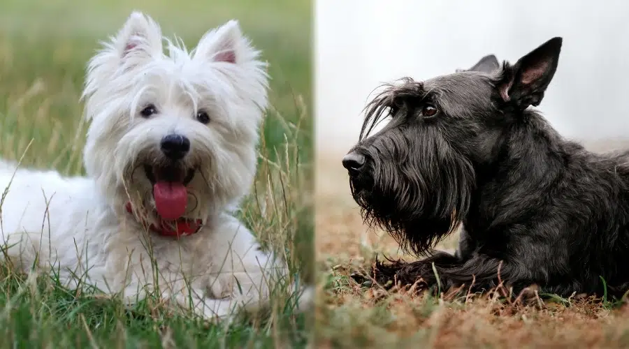 Dos perros más pequeños tirados en la hierba