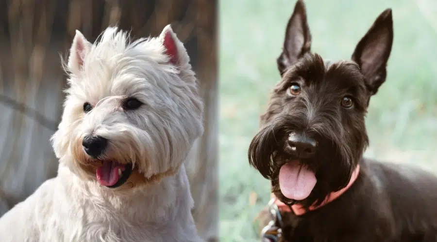 Pequeño perro blanco y pequeño perro negro de cerca