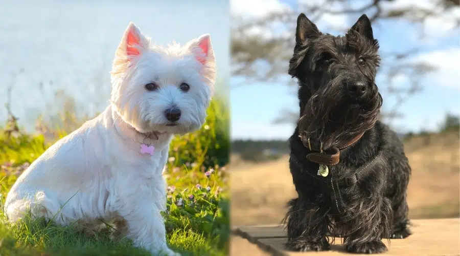 Perro blanco más pequeño y perro negro más pequeño