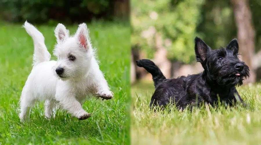 Cachorro Blanco Pequeño y Cachorro Negro Pequeño