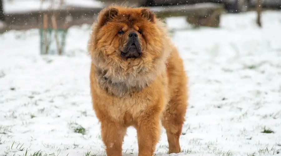 Raza de perro de pelo grueso afuera en la nieve