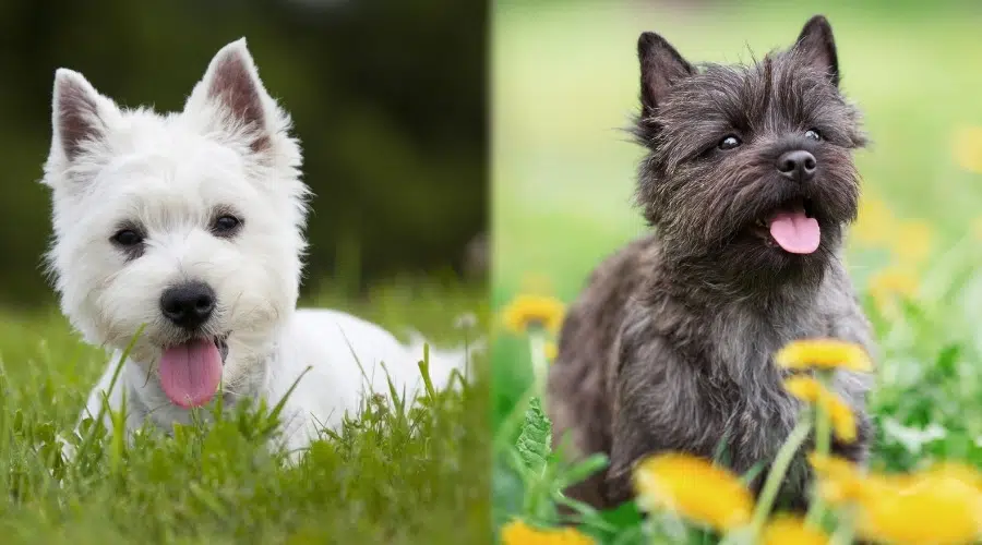 Dos perros pequeños tirados en la hierba